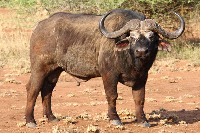about buffalos