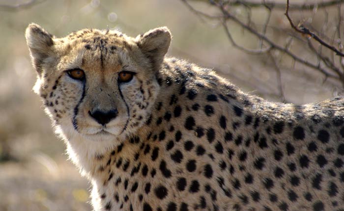 about cheetahs, wild mammal