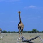 Fun Facts about the World's Mammals - Largest, Tallest, Fastest, more giraffe-namibia