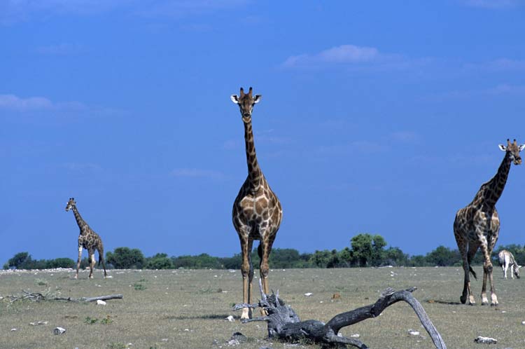 about giraffes