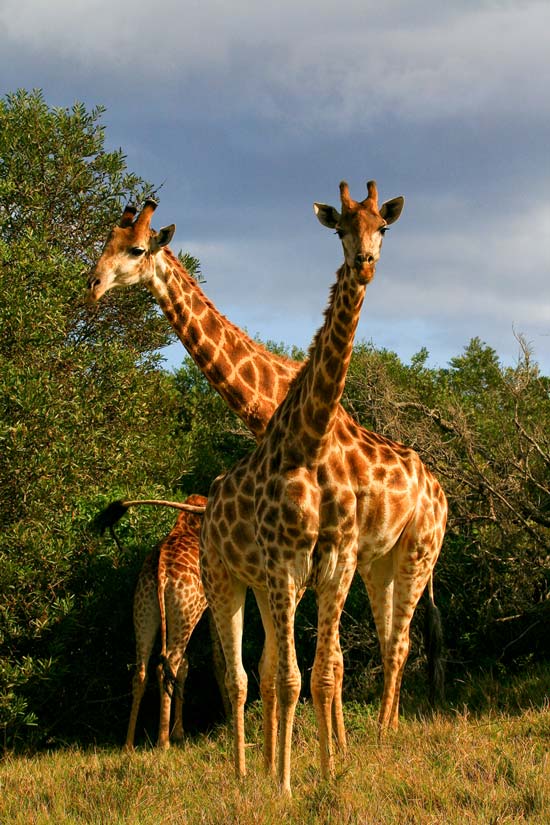 facts about giraffes