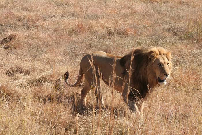 about lions, south africa