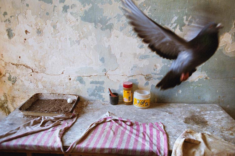 Art by Alex Webb and Rebecca Norris Webb