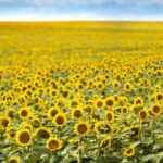 North-Dakota-Tourism-Sunflo