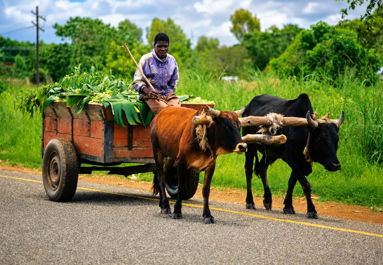 AI in Africa, Malawi