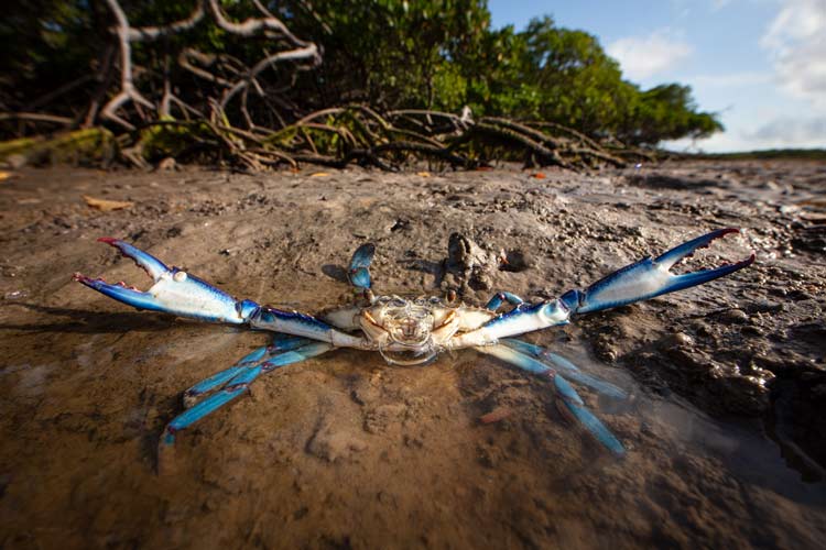 Blue crab in the mangroves