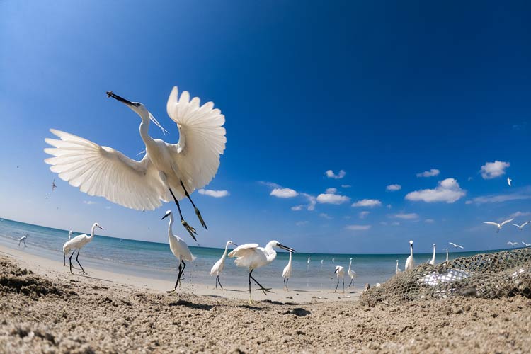 The Theft of Fish;