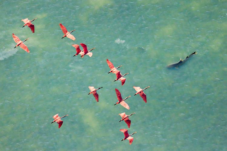 Mangrove Birds’ eye view of the hunt