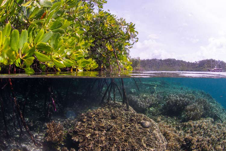 Mangroves in Raja Ampat, Indonesia