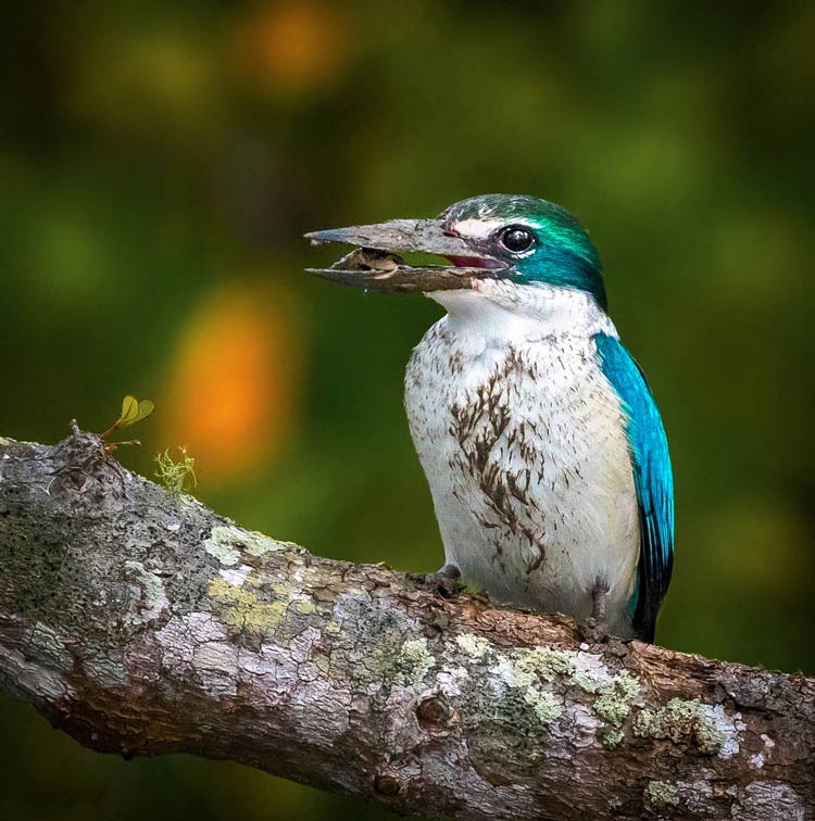 Mangrove Kingfisher, Sundarbans, India