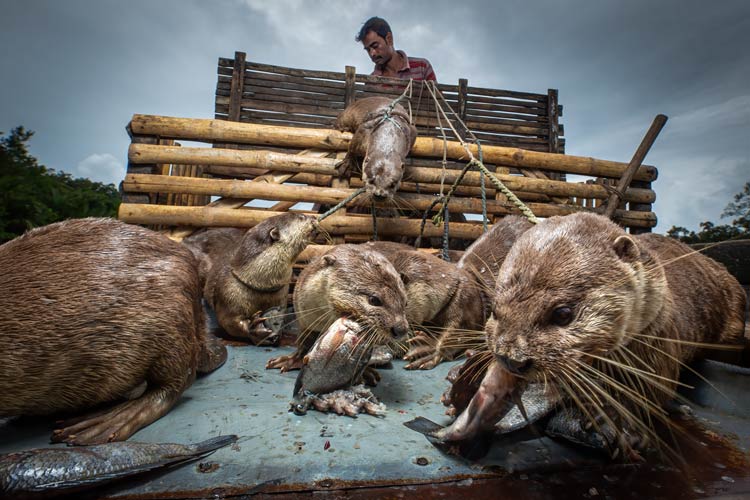 Mangrove Photography Awards Winner - Bhoben Biseash and his Otters