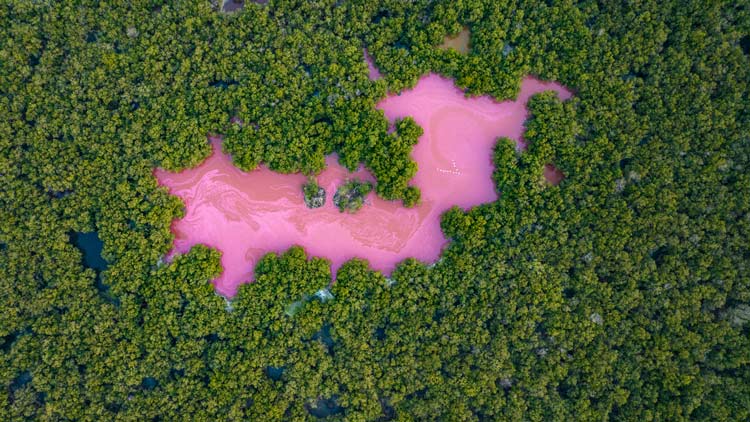 Pink mangrove lagoon