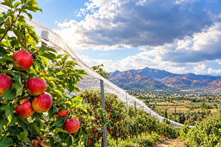 Kasserine’s Apple Orchards, Tunisia