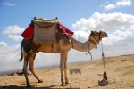 Camel, Egypt