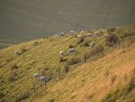 england-sheep.jpg