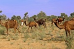 India Thar desert